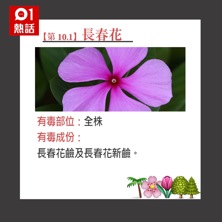 香港有毒植物圖鑑 嚴選10大有毒植物水仙 夾竹桃超毒 附療法 香港有毒植物圖鑑 嚴選10大有毒植物水仙 夾竹桃超毒 附療法