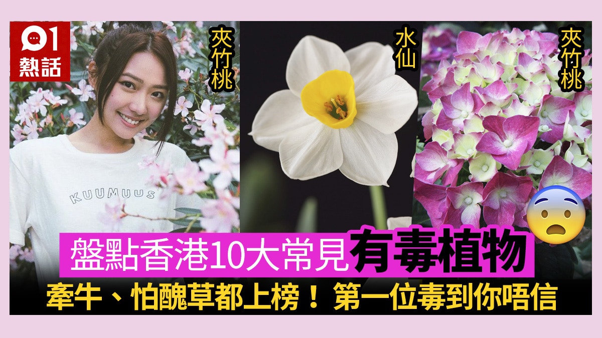 香港有毒植物圖鑑 嚴選10大有毒植物水仙 夾竹桃超毒 附療法 香港01 熱爆話題