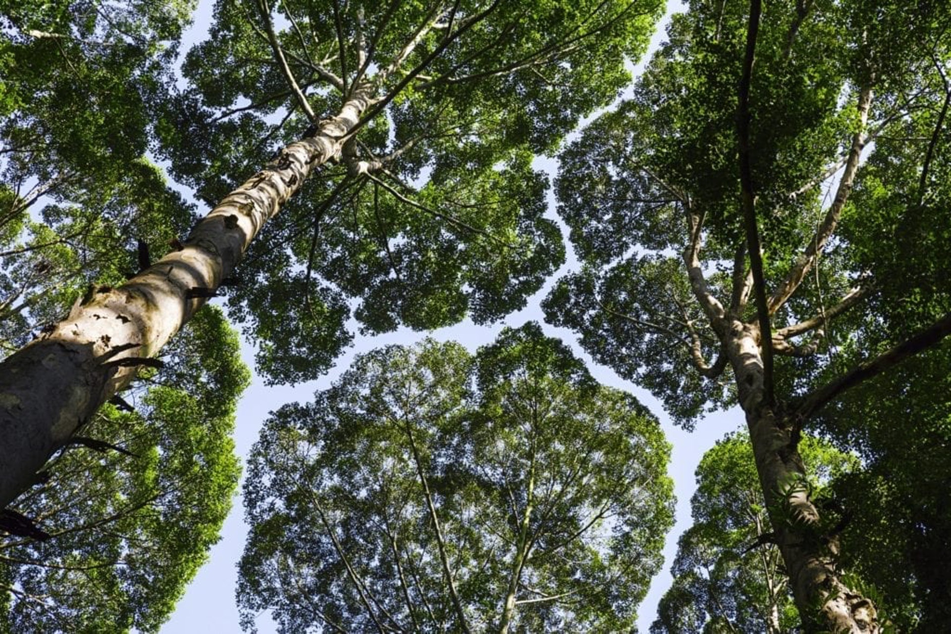 地球上的動植物和自然環境中,都有大量Voronoi Diagram的例子。(網上圖片) 地球上的動植物和自然環境中,都有大量Voronoi Diagram的例子。(網上圖片)