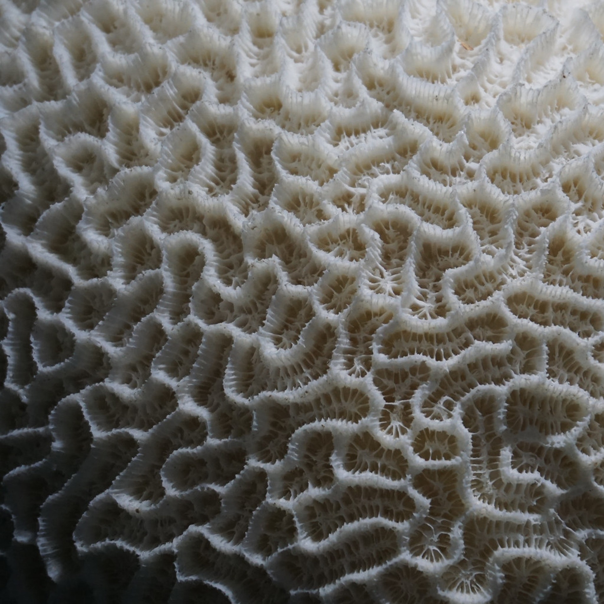 地球上的動植物和自然環境中,都有大量Voronoi Diagram的例子。(網上圖片) 地球上的動植物和自然環境中,都有大量Voronoi Diagram的例子。(網上圖片)