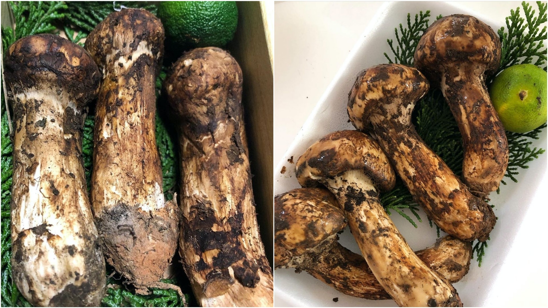 松茸 揭秘菇中之王身價昂貴原因含豐富營養外有3大食用禁忌 松茸 揭秘菇中之王身價昂貴原因含豐富營養外有3大食用禁忌