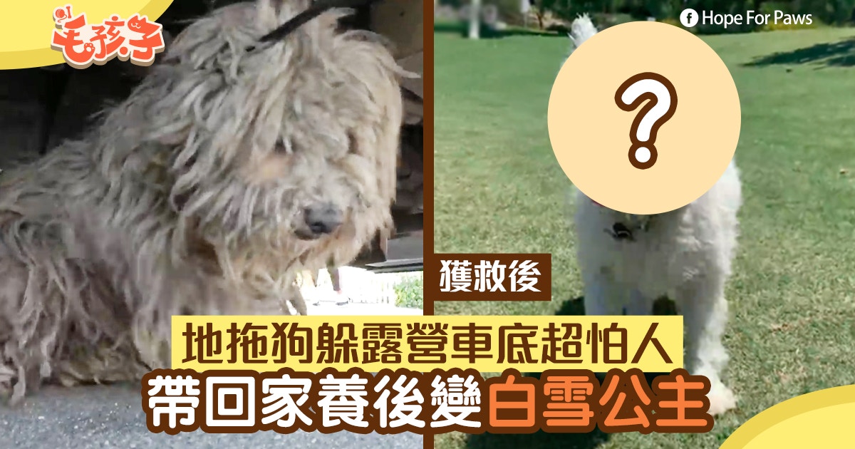 【流浪狗】地拖狗躲露營車底超怕人　帶回家養後發現牠是白雪公主