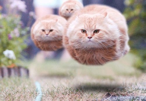 貓超能力｜人類一定做不到！40幅圖證明貓貓不受物理定律規限