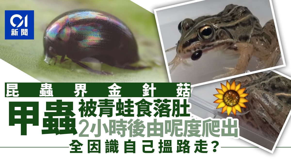 昆蟲界的逃生王　被青蛙吃進肚子後竟能自行從「另一出口」爬出