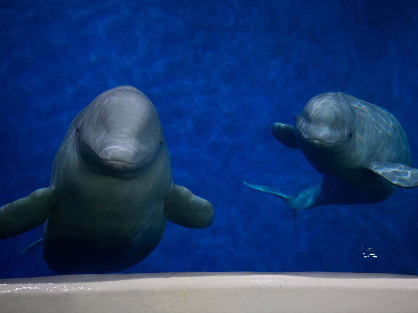 白鯨被困上海水族館表演10年終獲釋安置保育區將重返海洋