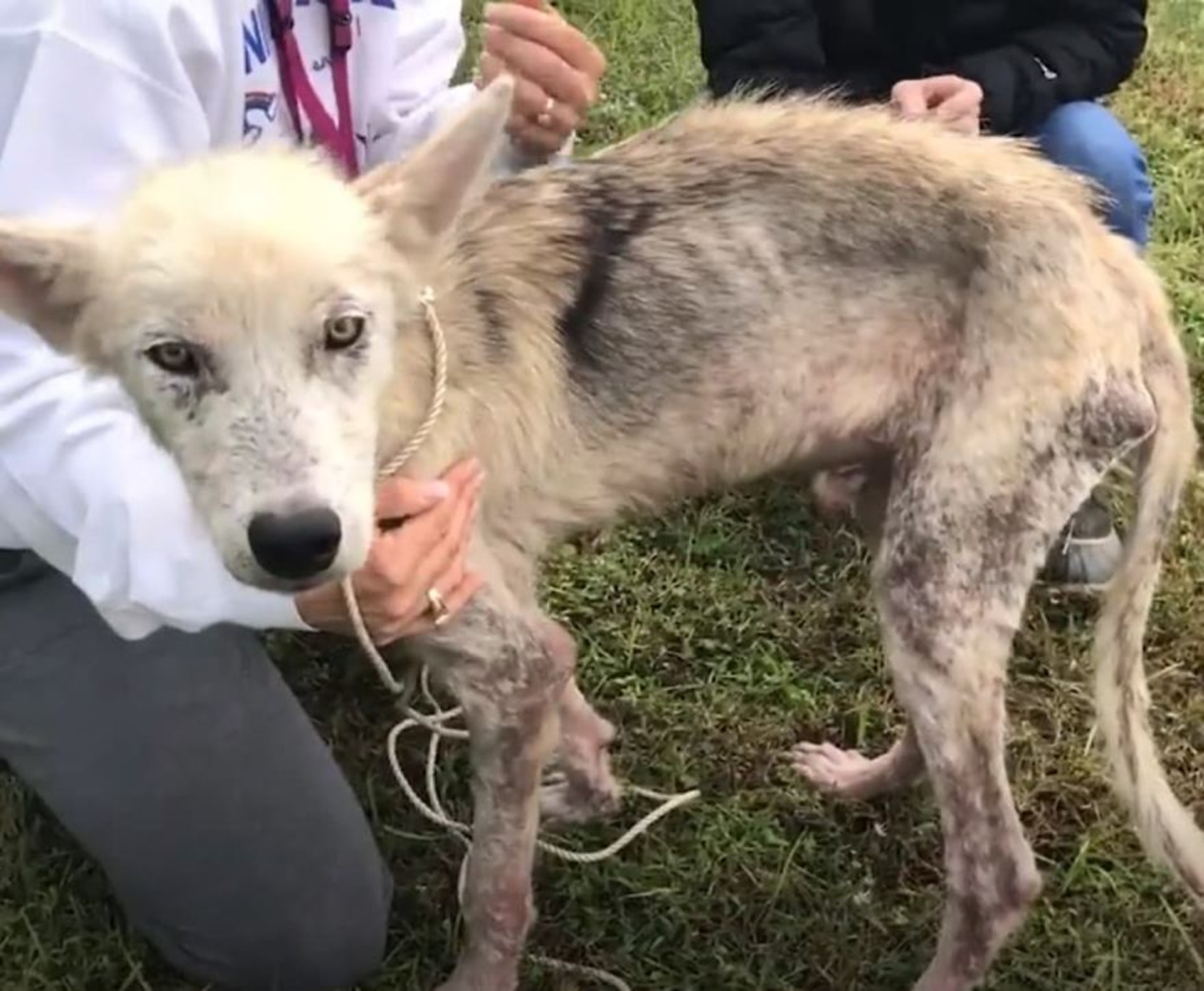 離婚男為報復虐前妻長期綁雪橇犬在花園骷髏狗獲救後變王子 香港01 寵物 離婚男為報復虐前妻長期綁雪橇犬在花園骷髏狗獲救後變王子 香港01 寵物