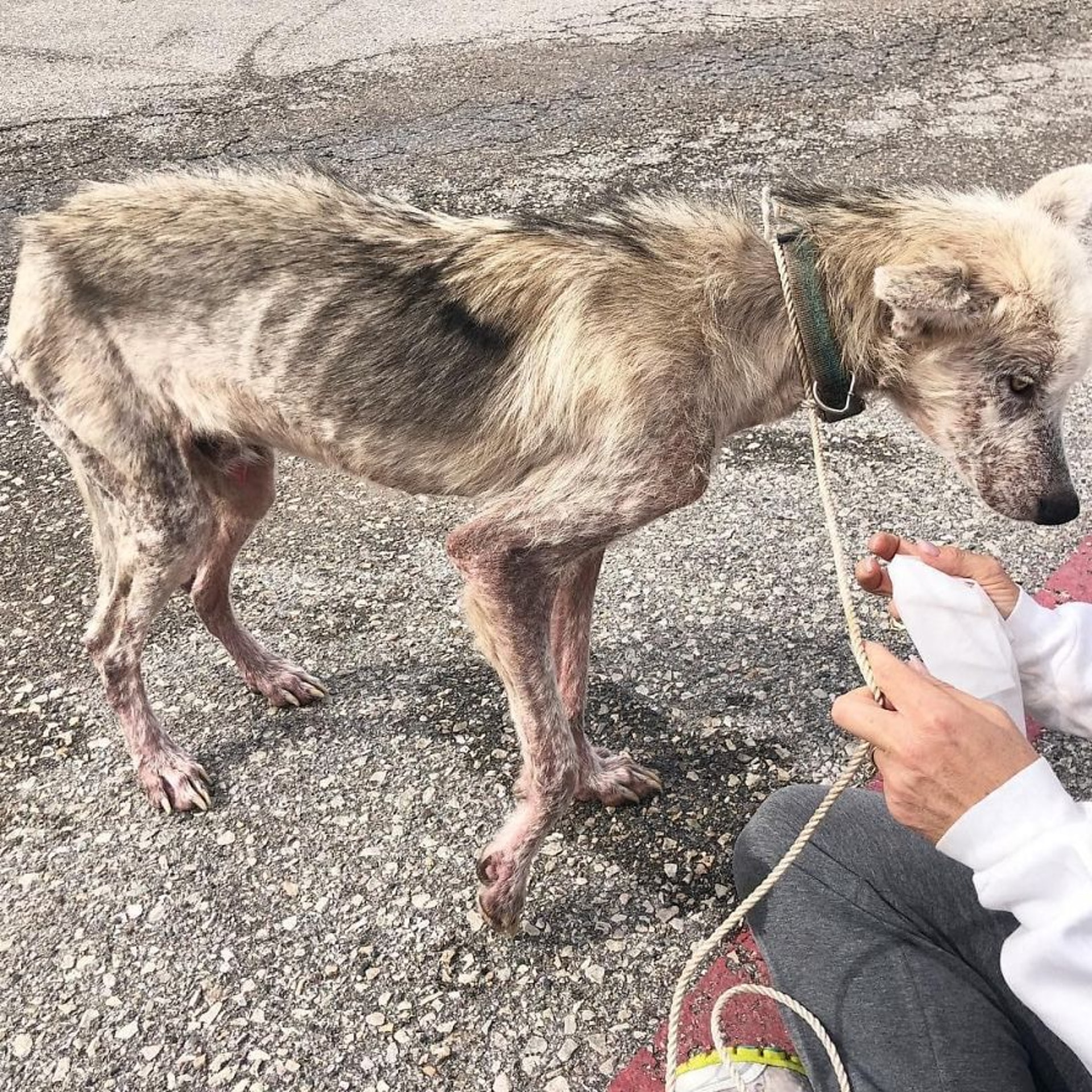 離婚男為報復虐前妻長期綁雪橇犬在花園骷髏狗獲救後變王子 香港01 寵物 離婚男為報復虐前妻長期綁雪橇犬在花園骷髏狗獲救後變王子 香港01 寵物