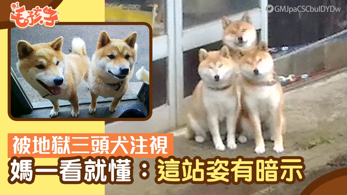 【柴犬】日本地獄三頭犬注視 媽一看這狗站姿便懂:牠們有目的 【柴犬】日本地獄三頭犬注視 媽一看這狗站姿便懂:牠們有目的