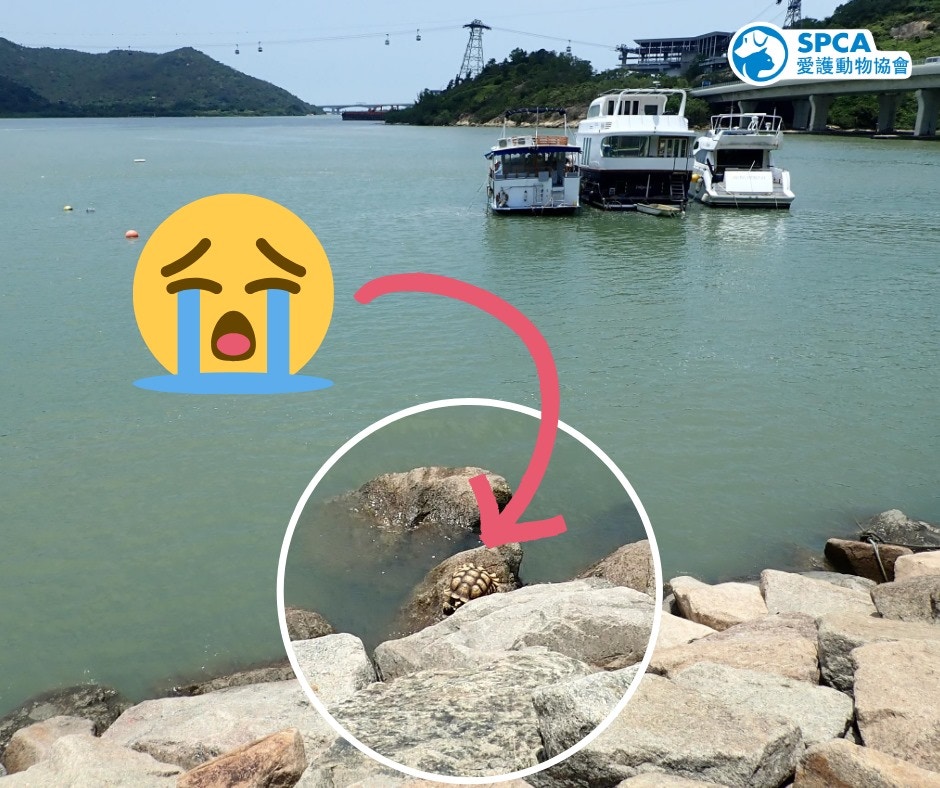 盾臂龜懷疑被主人遺棄在海邊。(facebook圖片:SPCA (HK) 香港愛護動物協會) 盾臂龜懷疑被主人遺棄在海邊。(facebook圖片:SPCA (HK) 香港愛護動物協會)