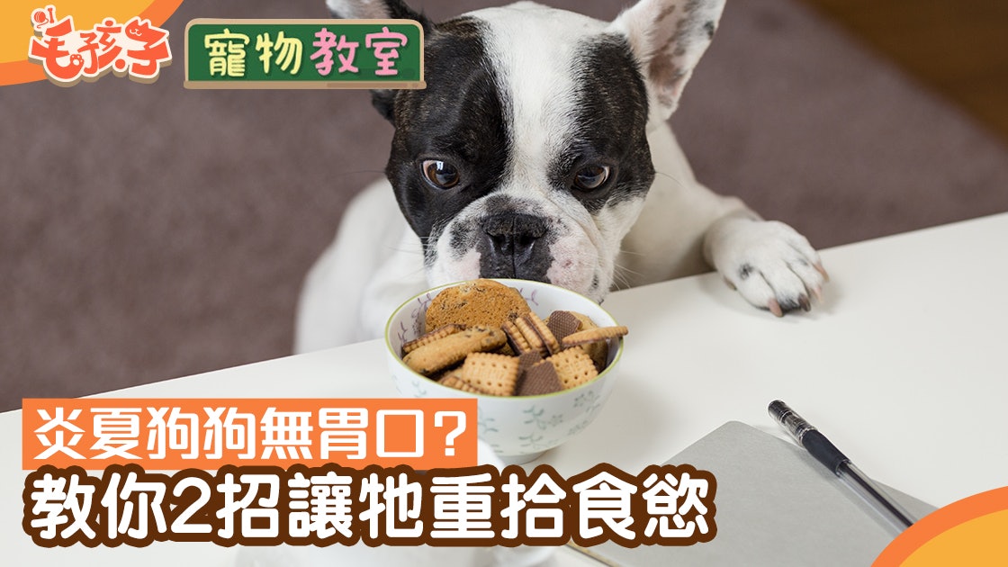 狗胃口 炎夏狗狗食慾不振 教你增食物香氣讓牠重拾食慾 狗胃口 炎夏狗狗食慾不振 教你增食物香氣讓牠重拾食慾