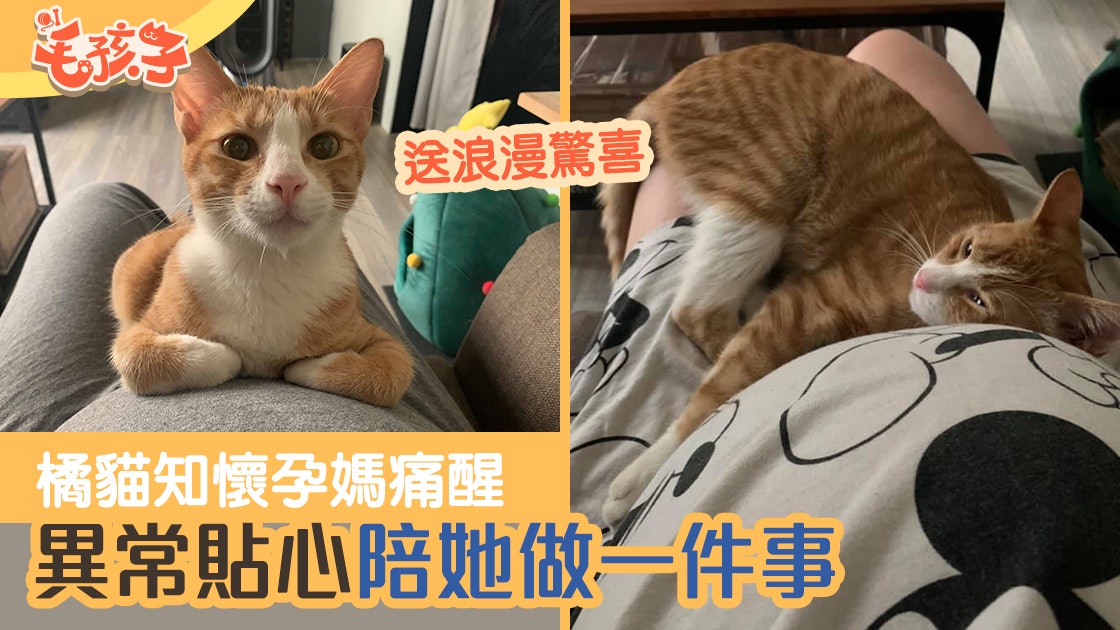 橘貓知道懷孕媽清晨宮縮痛醒 使出暖心招數安慰 網民超妒忌 橘貓知道懷孕媽清晨宮縮痛醒 使出暖心招數安慰 網民超妒忌