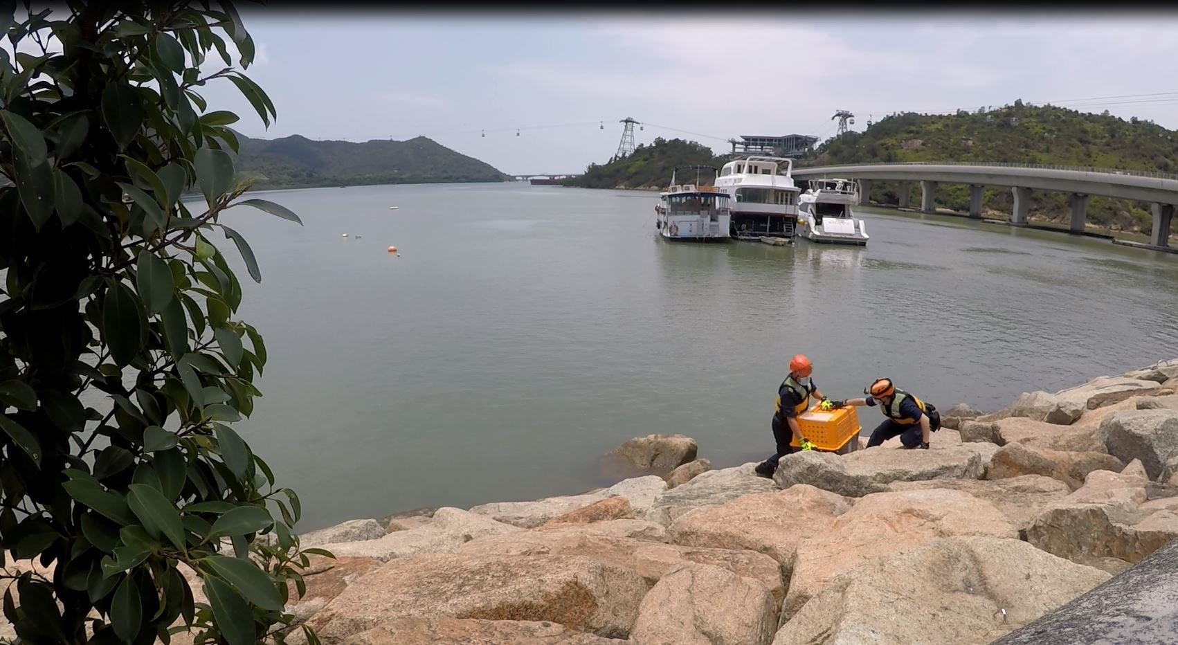 及後愛協督察到場拯救,有多年拯救動物經驗的愛協督察,對海邊出現巨型陸地龜百思不得其解。(facebook圖片:SPCA (HK) 香港愛護動物協會) 及後愛協督察到場拯救,有多年拯救動物經驗的愛協督察,對海邊出現巨型陸地龜百思不得其解。(facebook圖片:SPCA (HK) 香港愛護動物協會)