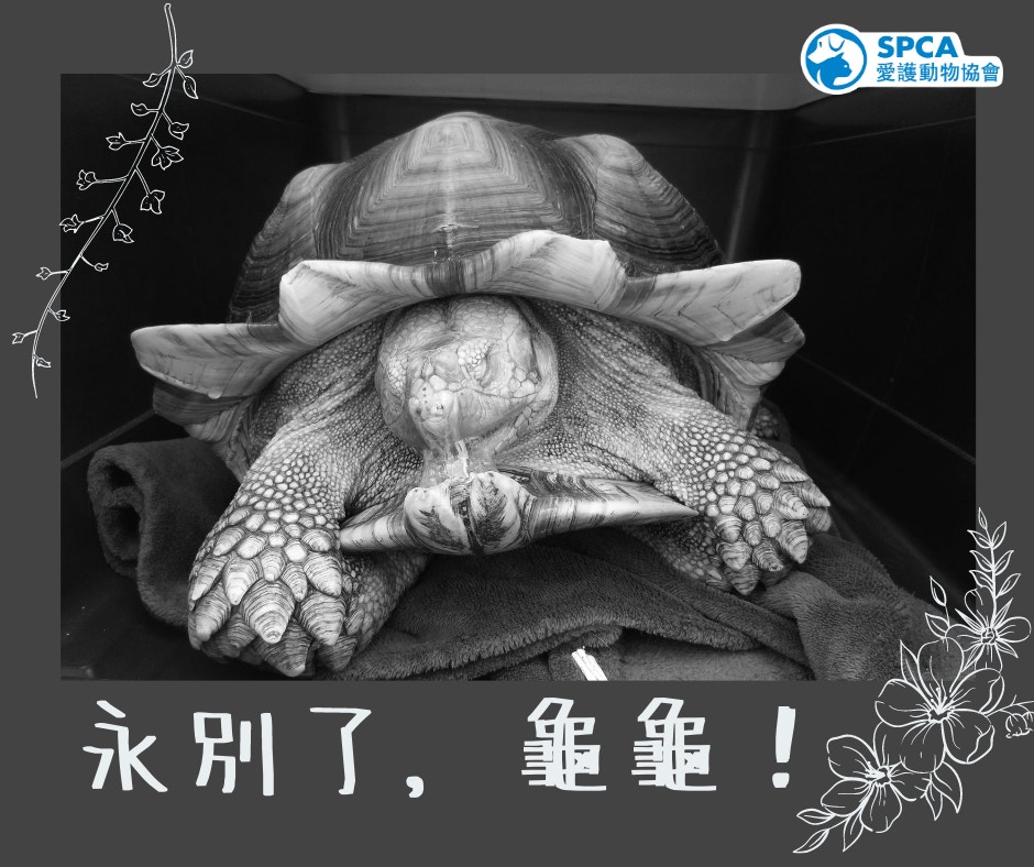 陸龜並不適合在咸水飼養,而愛協督察發現牠時,牠已經離世。(facebook圖片:SPCA (HK) 香港愛護動物協會) 陸龜並不適合在咸水飼養,而愛協督察發現牠時,牠已經離世。(facebook圖片:SPCA (HK) 香港愛護動物協會)