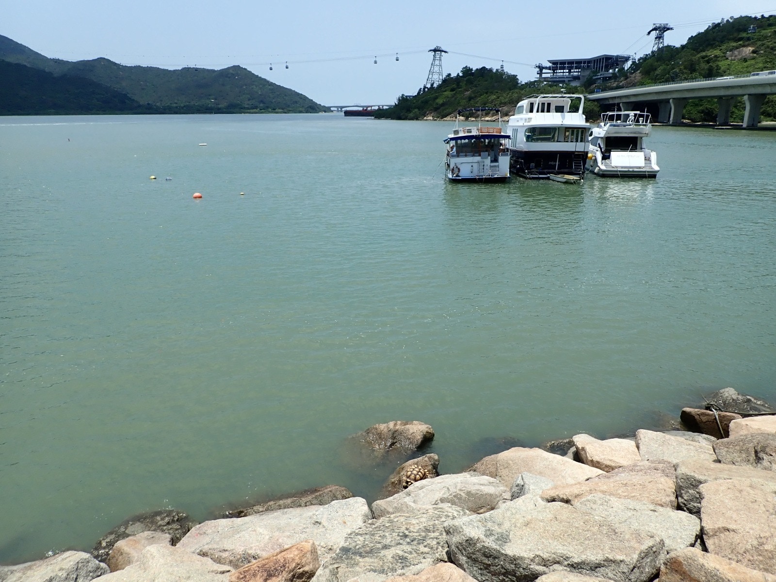 今年年中有市民於東涌海邊防波提對出大石上,發現一隻盾臂龜。(SPCA (HK) 香港愛護動物協會) 今年年中有市民於東涌海邊防波提對出大石上,發現一隻盾臂龜。(SPCA (HK) 香港愛護動物協會)