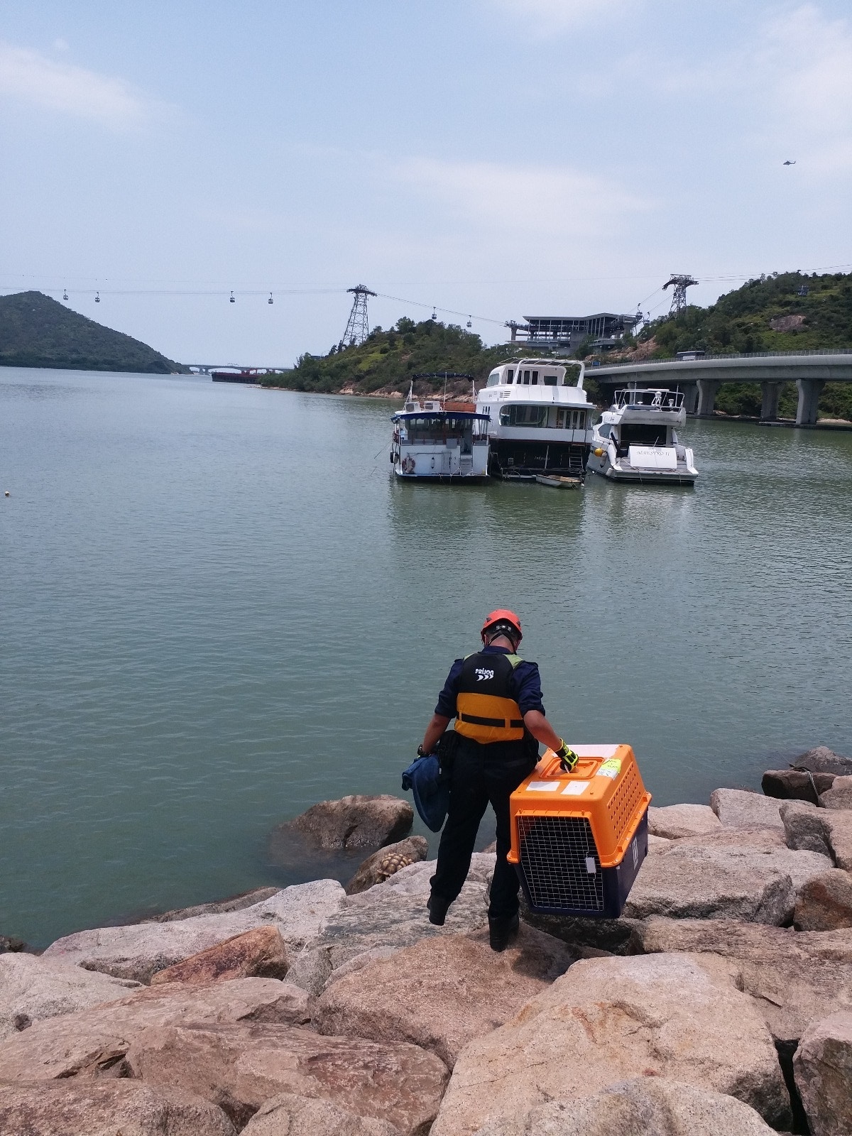 盾臂龜重約10公斤,據牠的體型推斷,相信該盾臂龜擁有飼養者,懷疑是走失或遺棄。(SPCA (HK) 香港愛護動物協會) 盾臂龜重約10公斤,據牠的體型推斷,相信該盾臂龜擁有飼養者,懷疑是走失或遺棄。(SPCA (HK) 香港愛護動物協會)