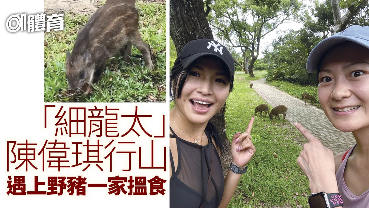 【行山】細龍太陳偉琪打風前行山頂 遇「可愛新朋友」搵食 【行山】細龍太陳偉琪打風前行山頂 遇「可愛新朋友」搵食
