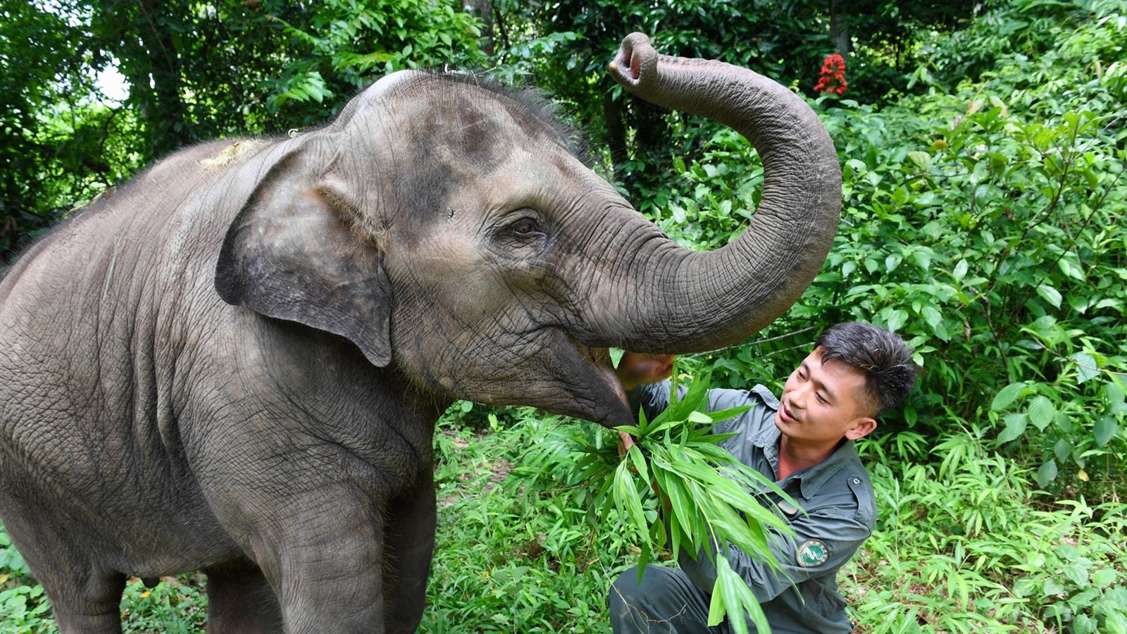 歷史探秘 如今只剩幾百頭自古以來漫遊中國的野象都去了哪 歷史探秘 如今只剩幾百頭自古以來漫遊中國的野象都去了哪