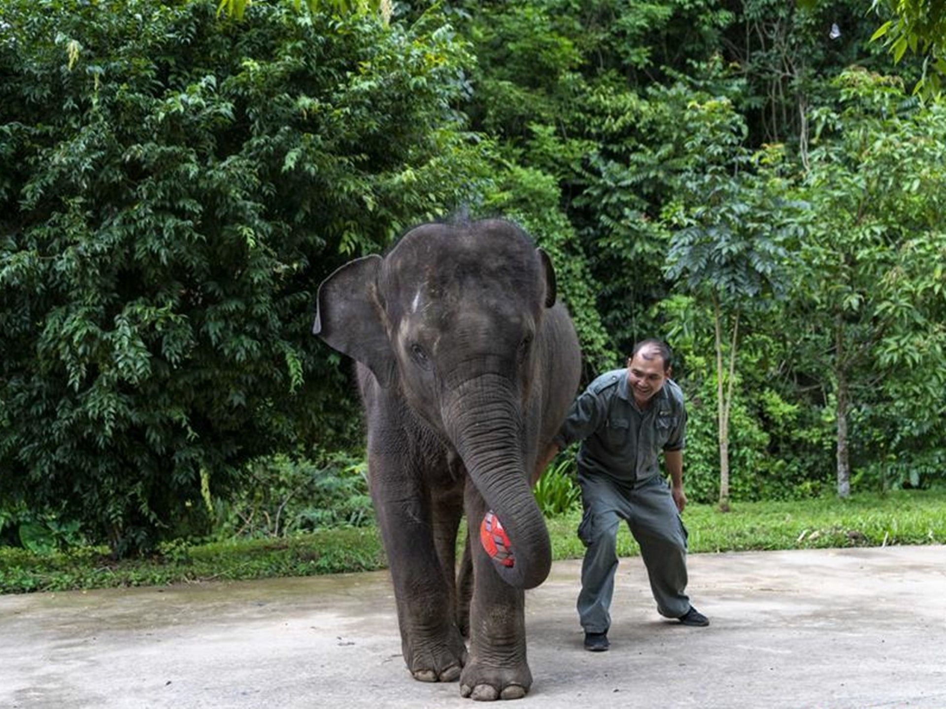 歷史探秘 如今只剩幾百頭自古以來漫遊中國的野象都去了哪 歷史探秘 如今只剩幾百頭自古以來漫遊中國的野象都去了哪