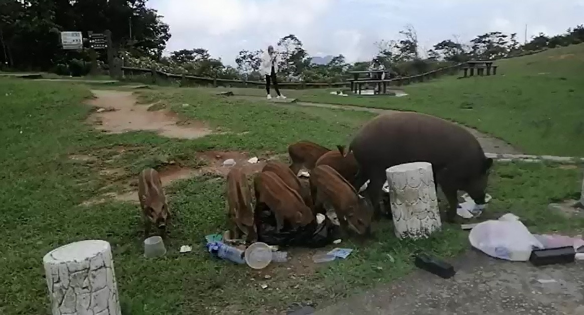 在大帽山上,有野豬翻倒垃圾,撕開垃圾袋,尋找食物。(影片截圖) 在大帽山上,有野豬翻倒垃圾,撕開垃圾袋,尋找食物。(影片截圖)