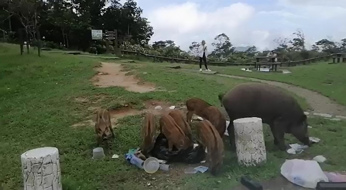 在大帽山上,有野豬翻倒垃圾,撕開垃圾袋,尋找食物。(影片截圖) 在大帽山上,有野豬翻倒垃圾,撕開垃圾袋,尋找食物。(影片截圖)