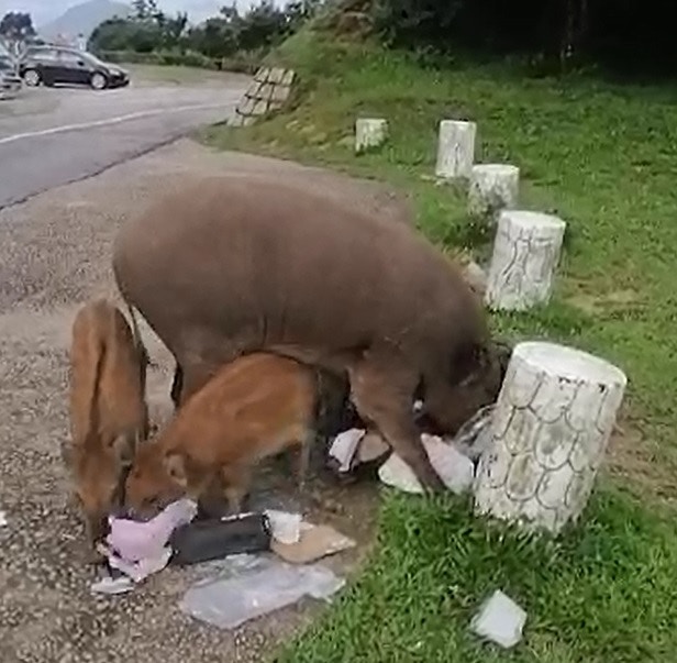 在大帽山上,有野豬翻倒垃圾,撕開垃圾袋,尋找食物。(影片截圖) 在大帽山上,有野豬翻倒垃圾,撕開垃圾袋,尋找食物。(影片截圖)