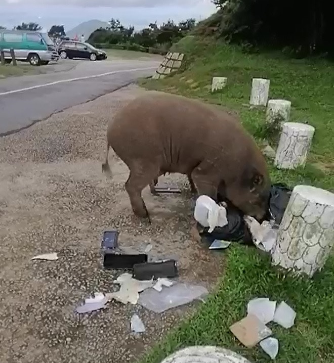 在大帽山上,有野豬翻倒垃圾,撕開垃圾袋,尋找食物。(影片截圖) 在大帽山上,有野豬翻倒垃圾,撕開垃圾袋,尋找食物。(影片截圖)