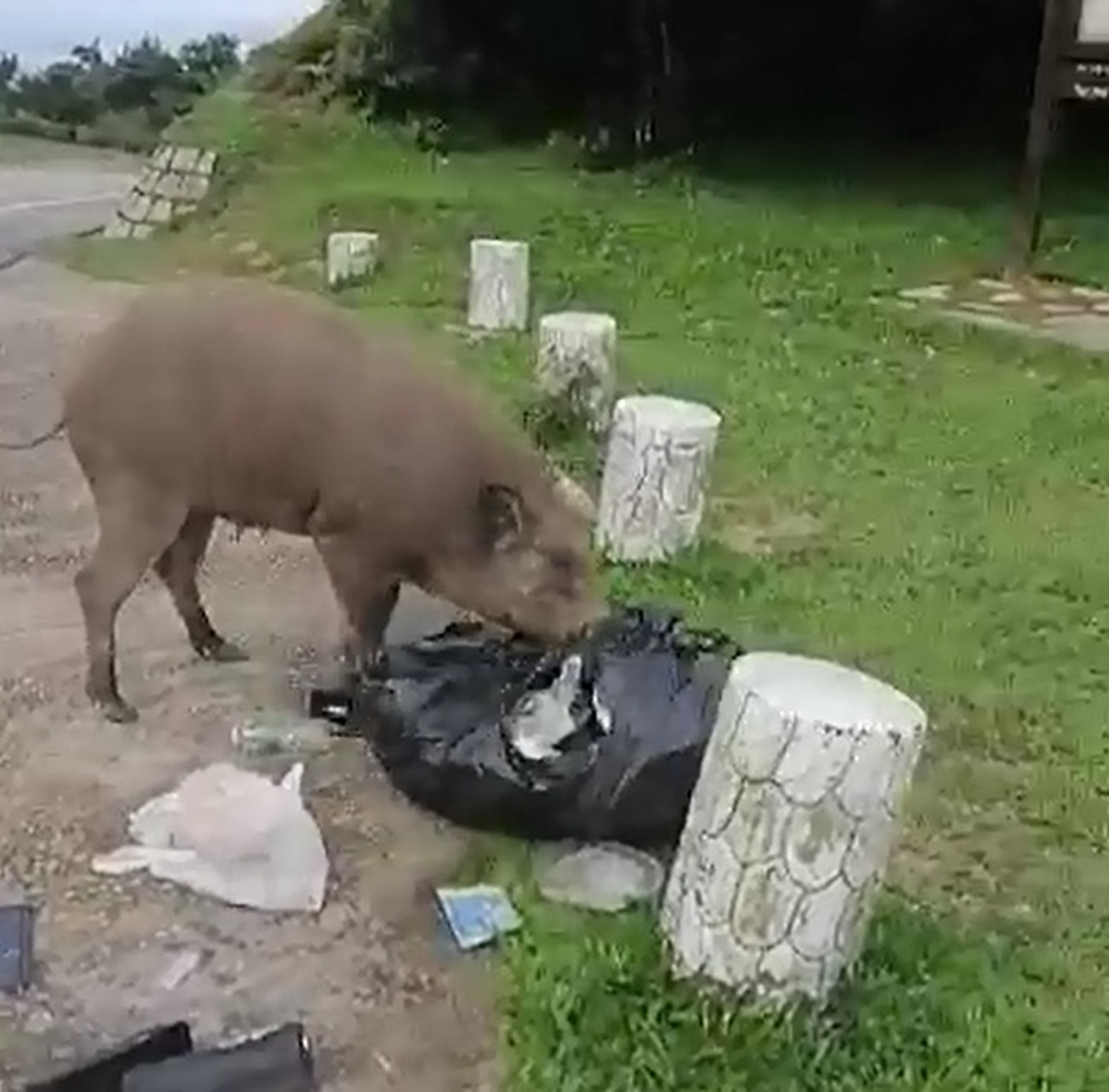在大帽山上,有野豬翻倒垃圾,撕開垃圾袋,尋找食物。(影片截圖) 在大帽山上,有野豬翻倒垃圾,撕開垃圾袋,尋找食物。(影片截圖)