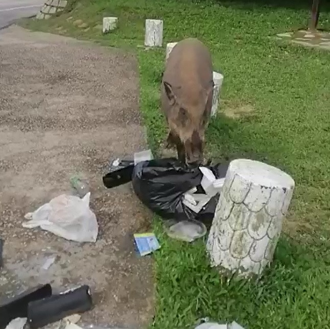 在大帽山上,有野豬翻倒垃圾,撕開垃圾袋,尋找食物。(影片截圖) 在大帽山上,有野豬翻倒垃圾,撕開垃圾袋,尋找食物。(影片截圖)