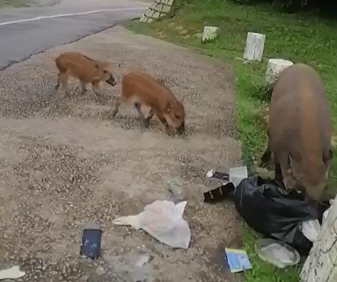 在大帽山上,有野豬翻倒垃圾,撕開垃圾袋,尋找食物。(影片截圖) 在大帽山上,有野豬翻倒垃圾,撕開垃圾袋,尋找食物。(影片截圖)