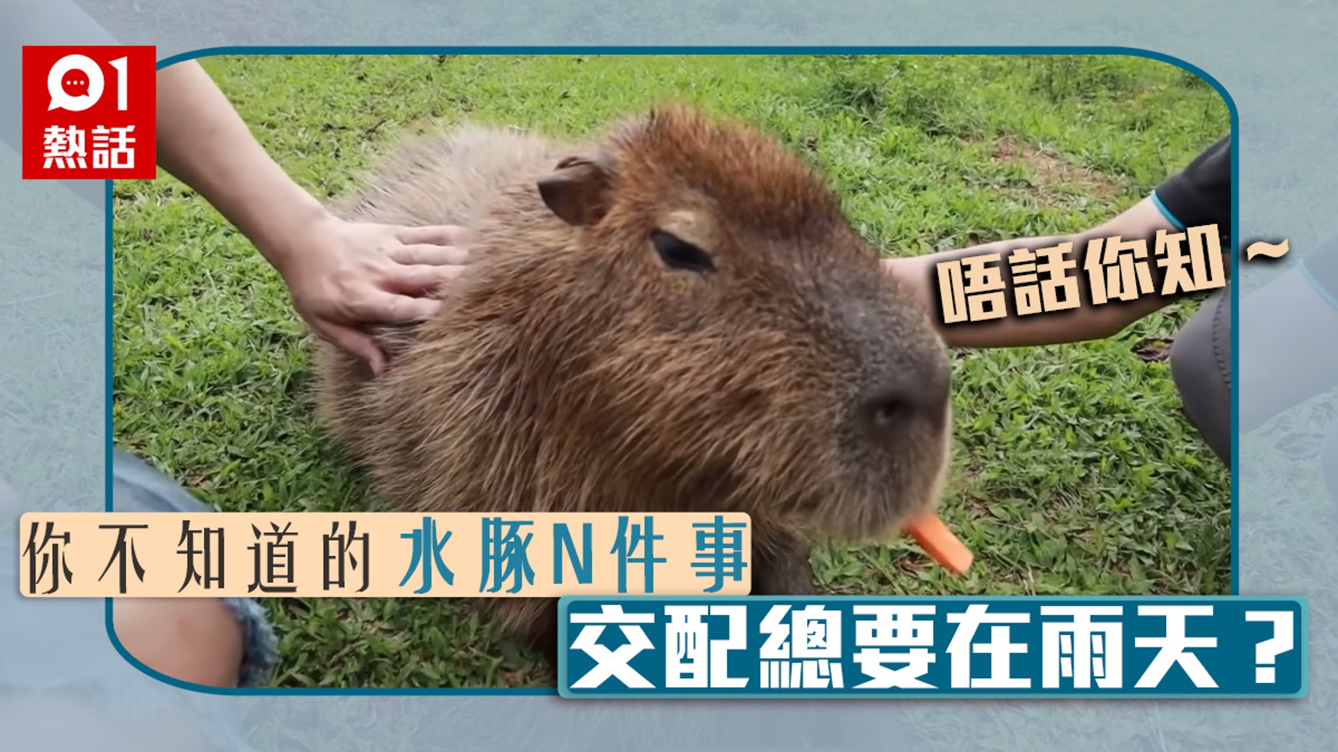 水豚君你不知道的n件事睇落笨重但原來好跑得最愛在水中交配 香港01 熱爆話題 水豚君你不知道的n件事睇落笨重但原來好跑得最愛在水中交配 香港01 熱爆話題