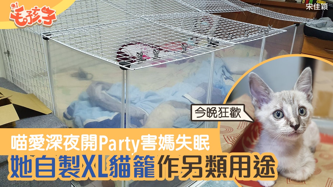 領養貓|1歲貓每晚開Party 害媽失眠兩星期 新手貓奴製特大籠子 領養貓|1歲貓每晚開Party 害媽失眠兩星期 新手貓奴製特大籠子