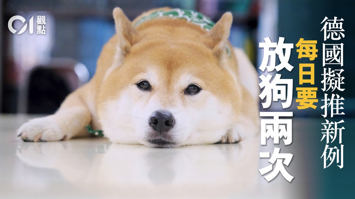 德國擬推新例「強制遛狗」 香港想學也學不來? 德國擬推新例「強制遛狗」 香港想學也學不來?