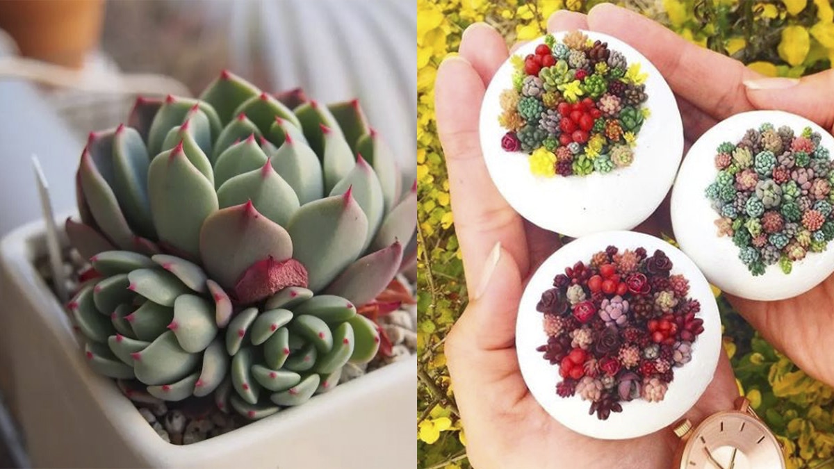 心理測驗 5條問題測你適合在辦公室種乜植物呢類人仙人掌都種死 香港01 熱爆話題 心理測驗 5條問題測你適合在辦公室種乜植物呢類人仙人掌都種死 香港01 熱爆話題