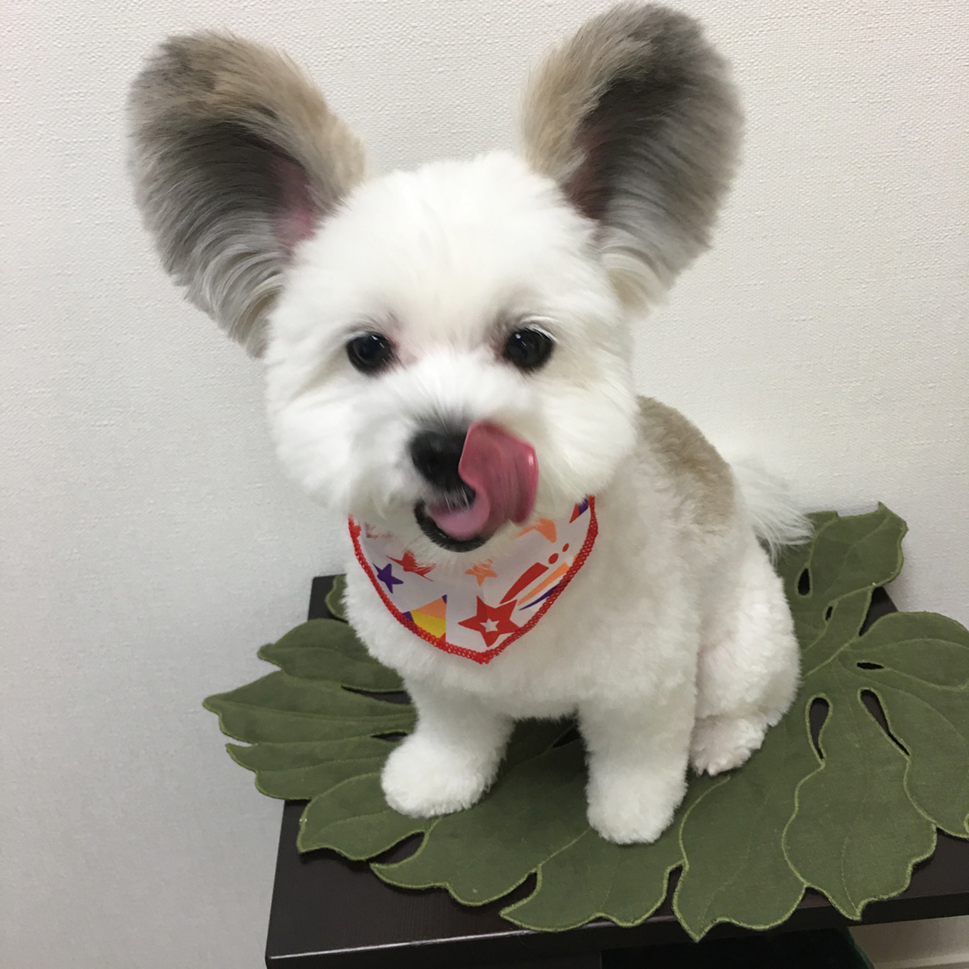 圓耳帶魔性笑容萬人迷狗狗原來是蝴蝶犬與摩天使混種 圓耳帶魔性笑容萬人迷狗狗原來是蝴蝶犬與摩天使混種