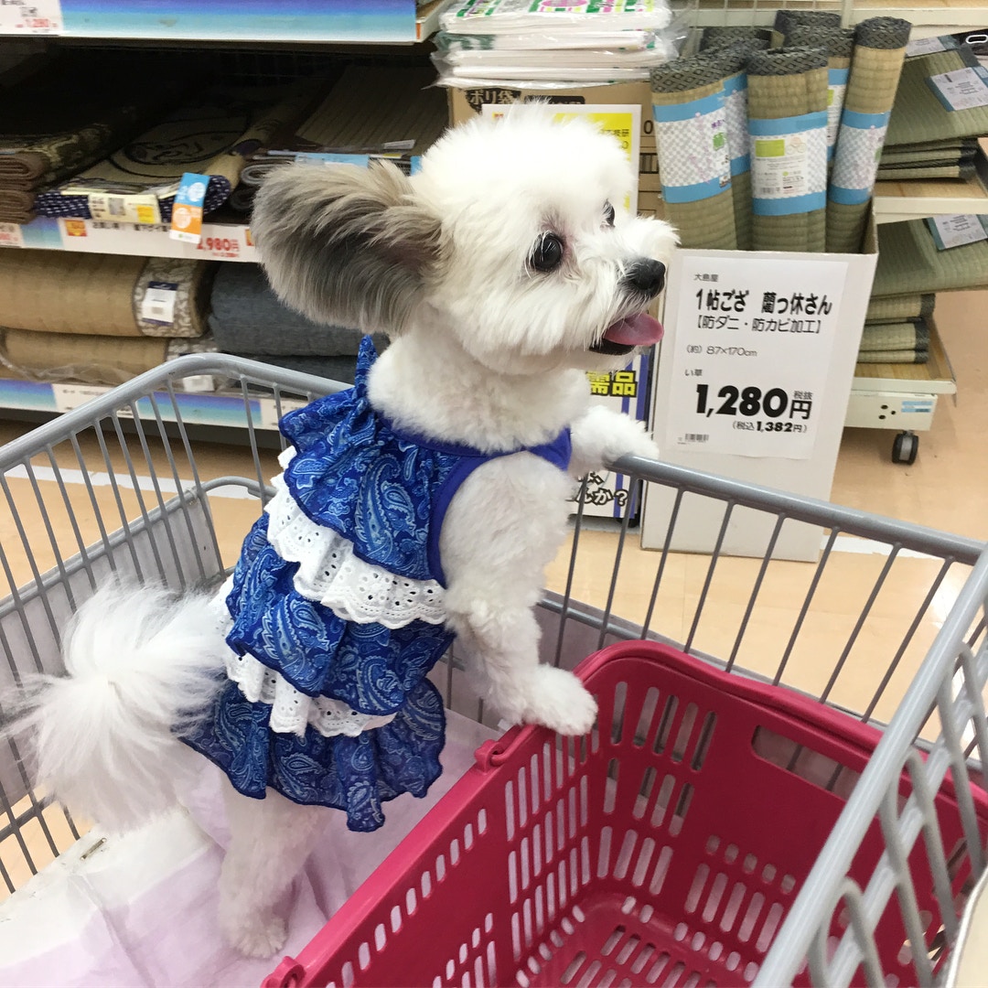 圓耳帶魔性笑容萬人迷狗狗原來是蝴蝶犬與摩天使混種