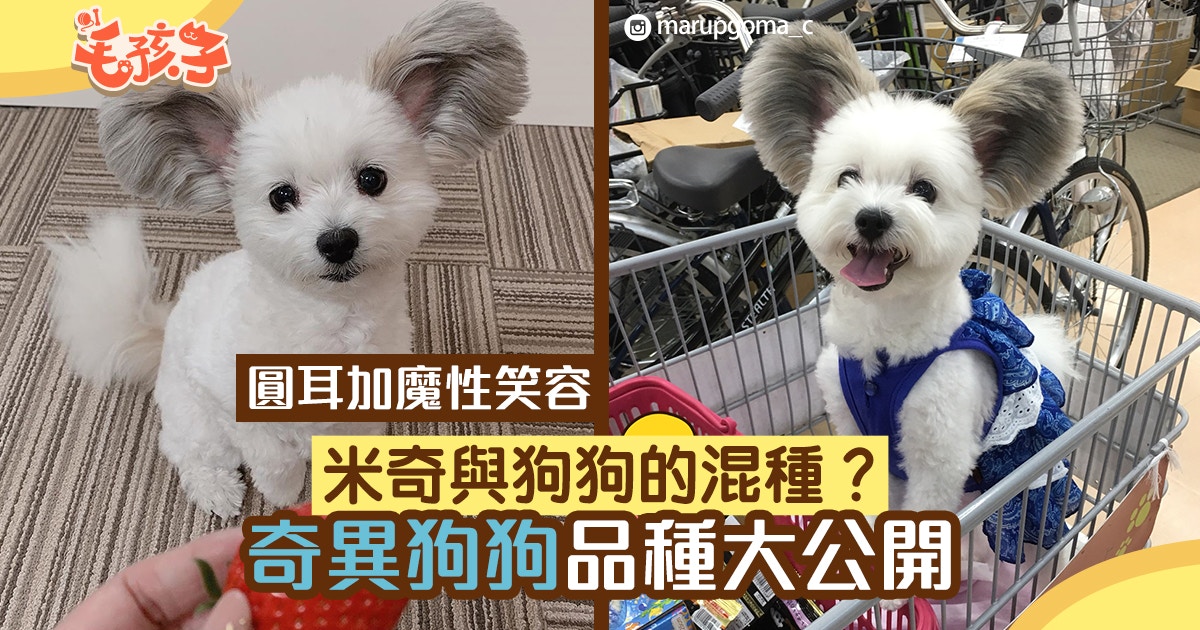 圓耳帶魔性笑容萬人迷狗狗原來是蝴蝶犬與摩天使混種