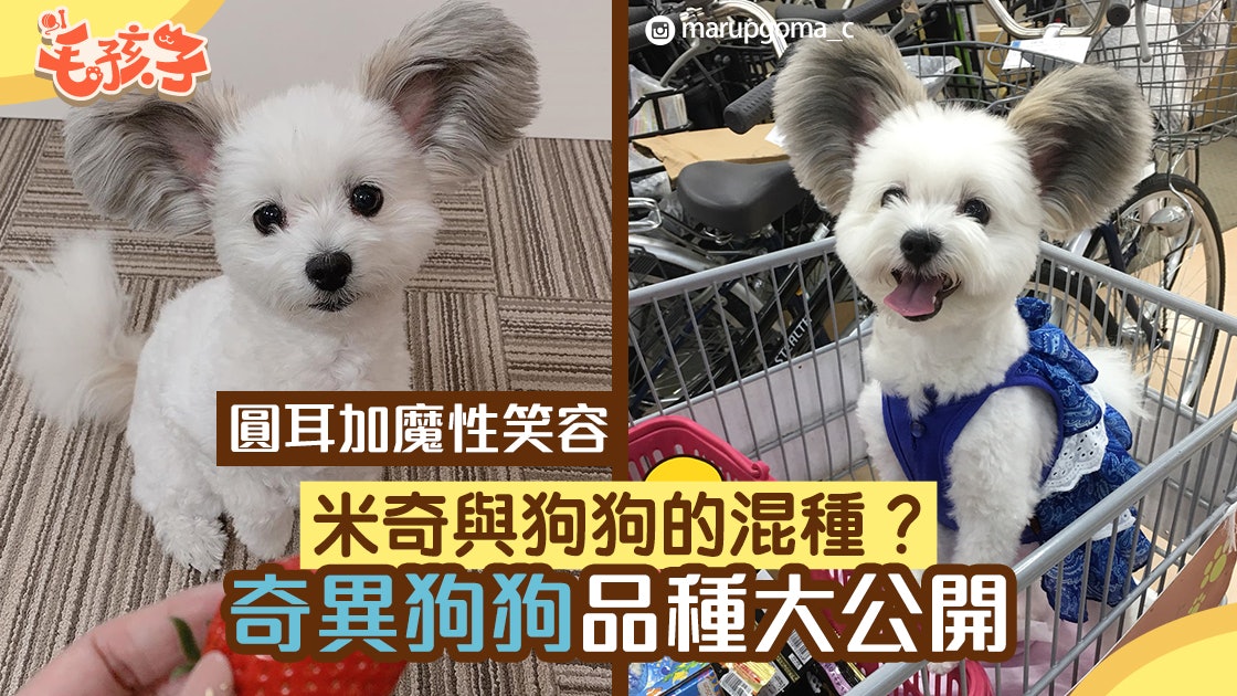 圓耳帶魔性笑容萬人迷狗狗原來是蝴蝶犬與摩天使混種 圓耳帶魔性笑容萬人迷狗狗原來是蝴蝶犬與摩天使混種
