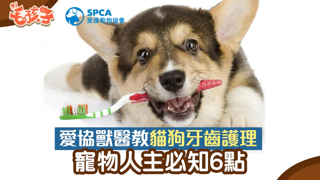 【貓狗牙齒護理】愛協獸醫教如何刷牙、防牙石 6個技巧爸媽必學 【貓狗牙齒護理】愛協獸醫教如何刷牙、防牙石 6個技巧爸媽必學