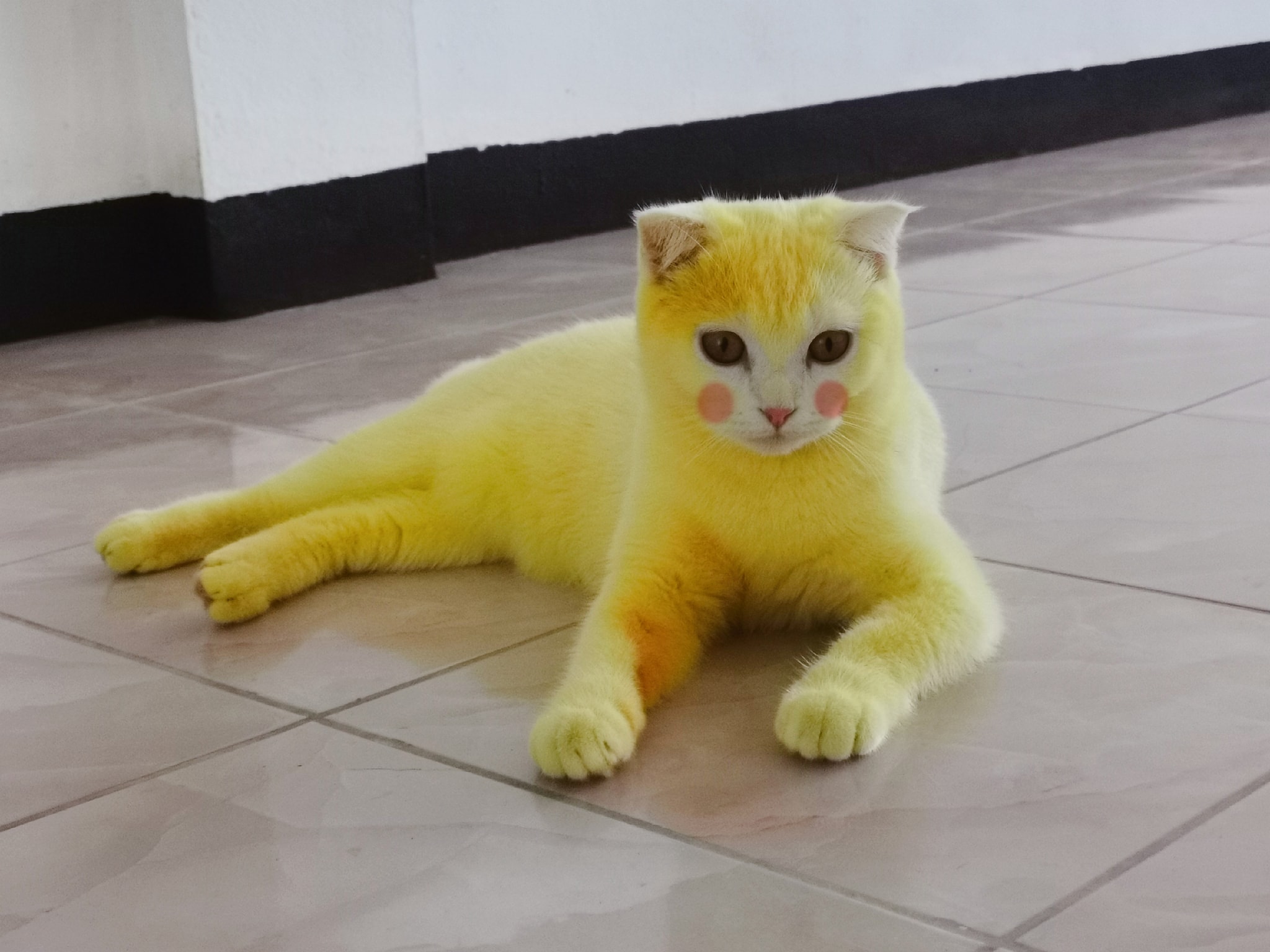 泰國 白貓染黃變比卡超貓主被轟虐貓網民聽完解釋秒道歉