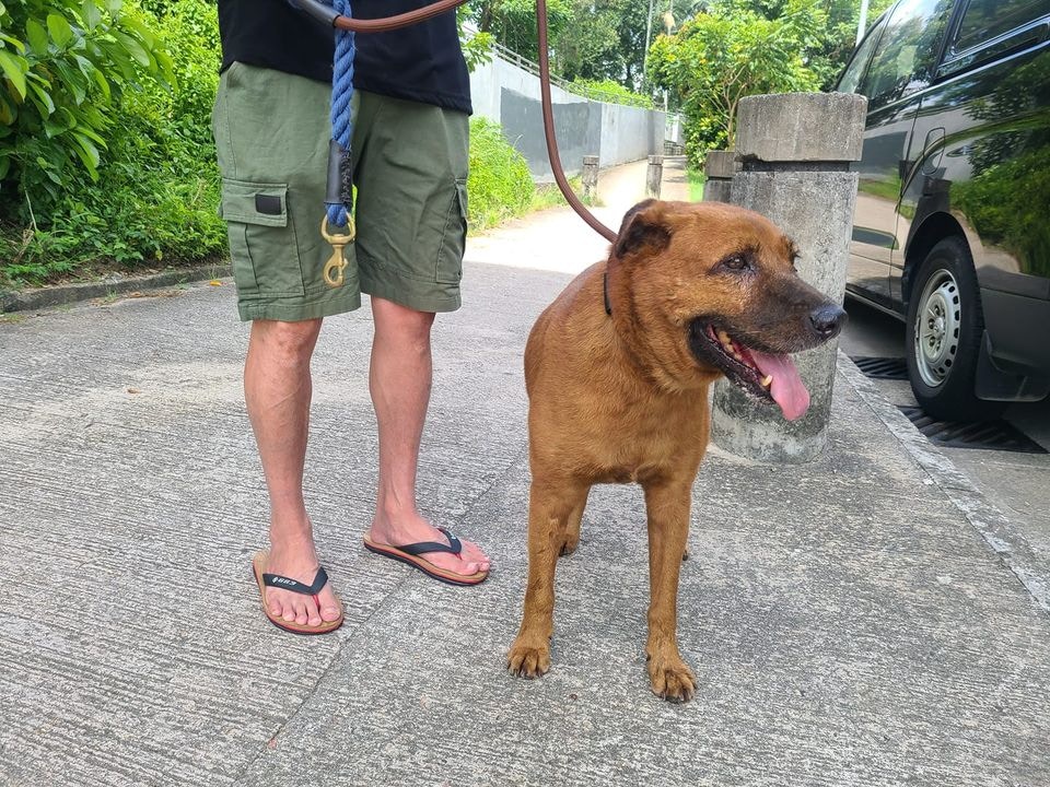 毛守負責人Kent坦言反應比想像中熱烈，「平時無乜人肯暫托唐狗，始終成年（狗）都係被人嫌棄。」（Facebook@毛孩守護者）