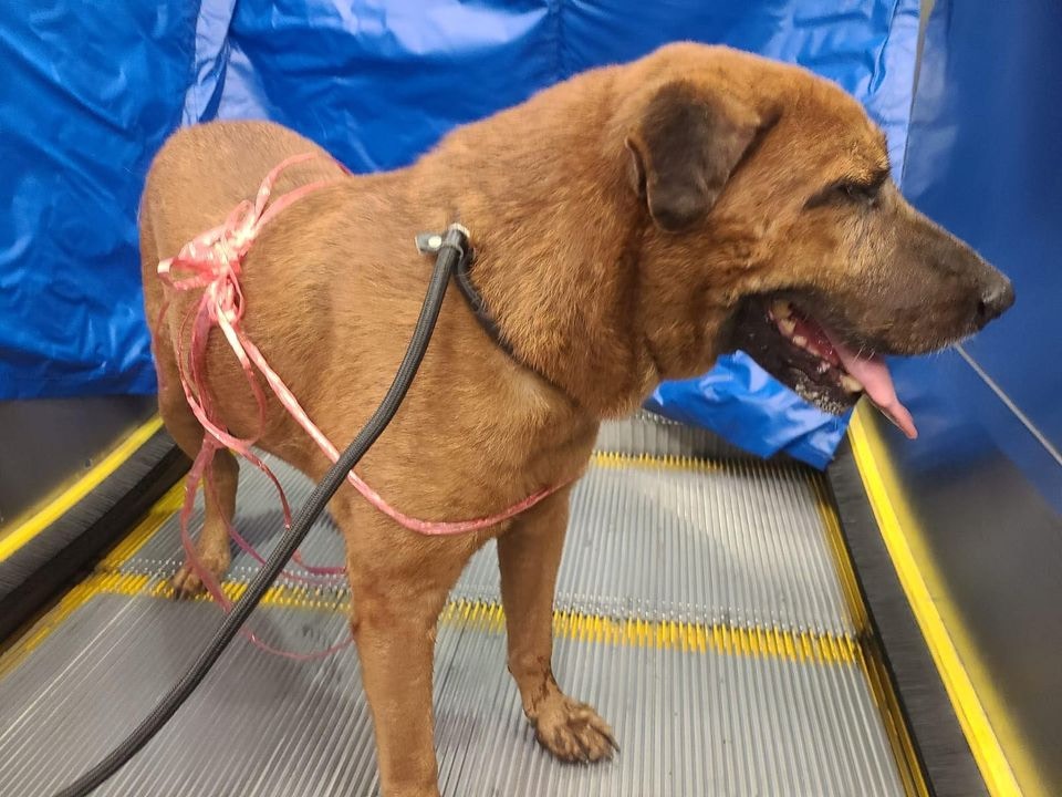 唐狗「啡毛」獨自乘車從荔景前往南昌。(Facebook@毛孩守護者) 唐狗「啡毛」獨自乘車從荔景前往南昌。(Facebook@毛孩守護者)