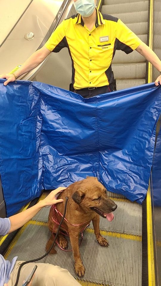 唐狗「啡毛」周一(24日)傍晚誤闖港鐵站。(Facebook@毛孩守護者) 唐狗「啡毛」周一(24日)傍晚誤闖港鐵站。(Facebook@毛孩守護者)