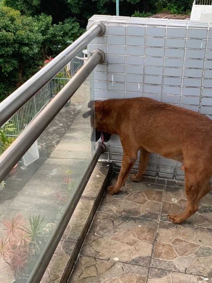 但他嘆道:「(情況)唔樂觀,通常啲人冷靜落嚟,都唔會選擇領養一隻老唐狗。」(Facebook@毛孩守護者) 但他嘆道:「(情況)唔樂觀,通常啲人冷靜落嚟,都唔會選擇領養一隻老唐狗。」(Facebook@毛孩守護者)