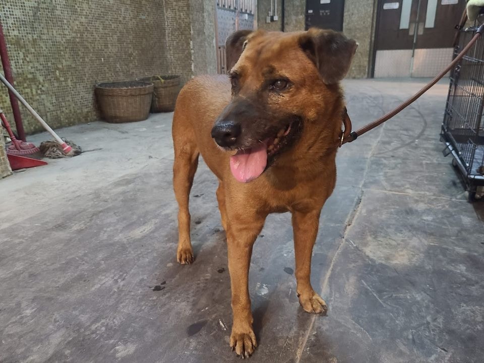 另外，有一位曾照顧啡毛的街坊聯絡毛守，稱啡毛及其同伴已在該停車場流浪多年。（Facebook@毛孩守護者）