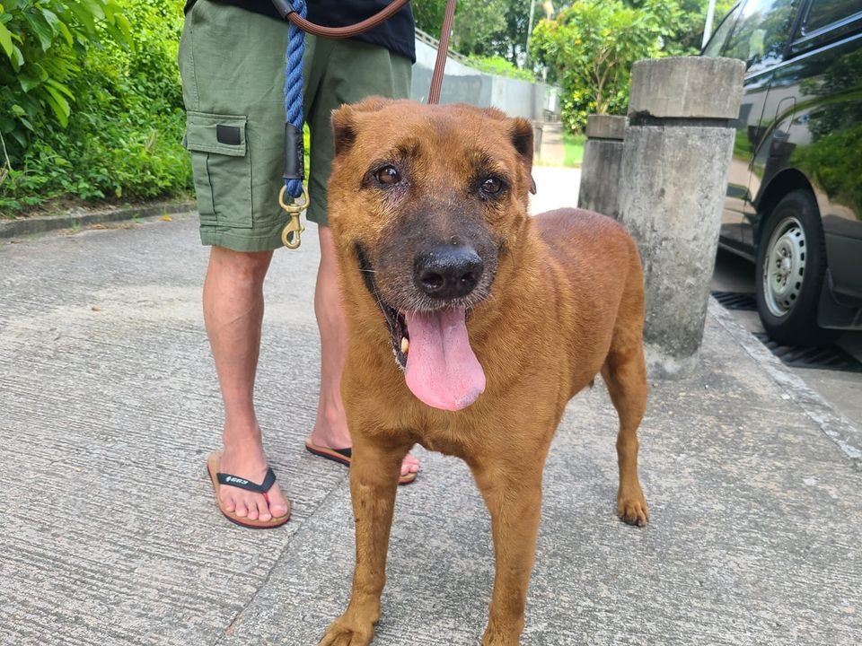 其後,毛守收到港鐵荔景站職員報料,表示曾多次看見啡毛和另外兩隻狗狗在荔景大堂出現。(Facebook@毛孩守護者) 其後,毛守收到港鐵荔景站職員報料,表示曾多次看見啡毛和另外兩隻狗狗在荔景大堂出現。(Facebook@毛孩守護者)