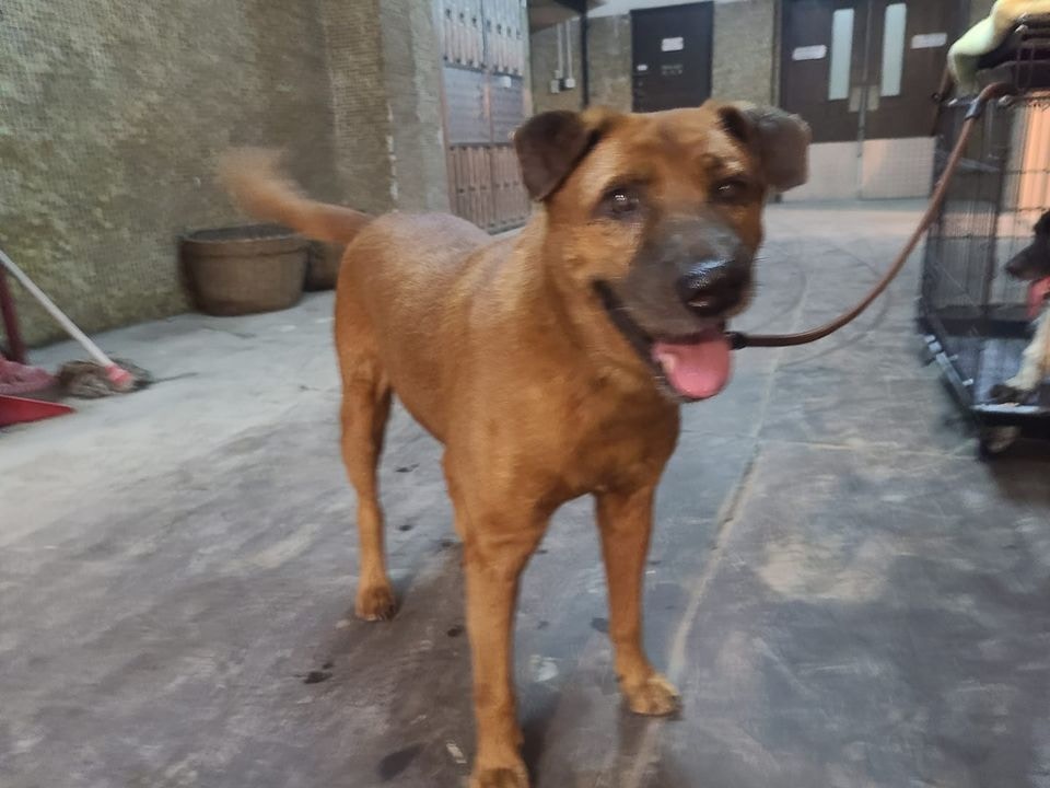 啡毛年約8歲,漁護處表示其飼主上一次續狗牌已是2012年。(Facebook@毛孩守護者) 啡毛年約8歲,漁護處表示其飼主上一次續狗牌已是2012年。(Facebook@毛孩守護者)