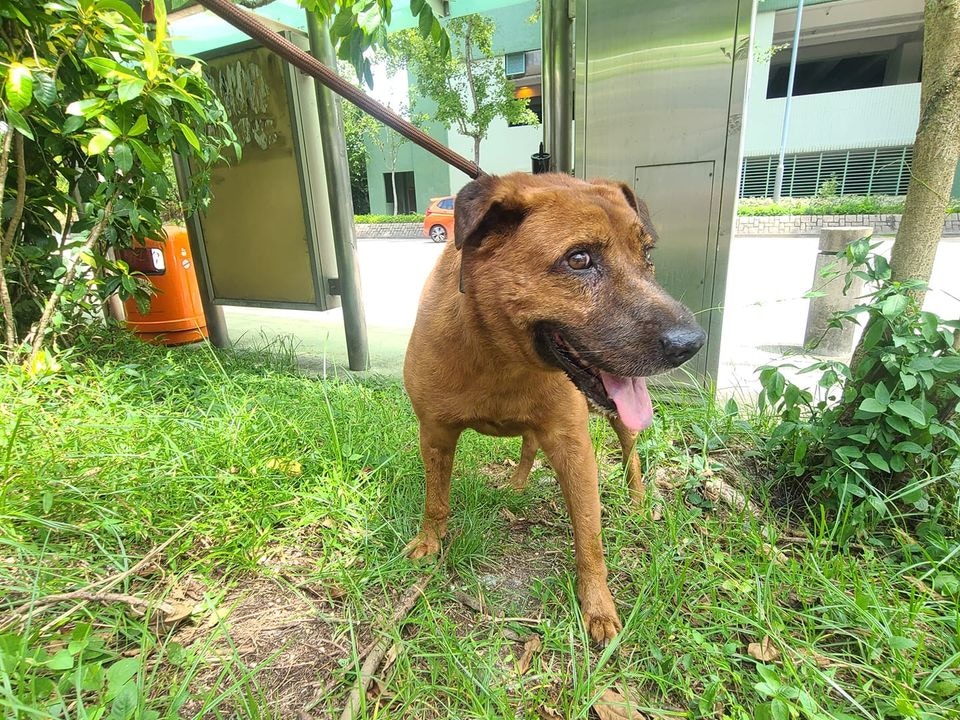 街坊指一直不見有飼主出現，估計牠們已被遺棄。（Facebook@毛孩守護者）