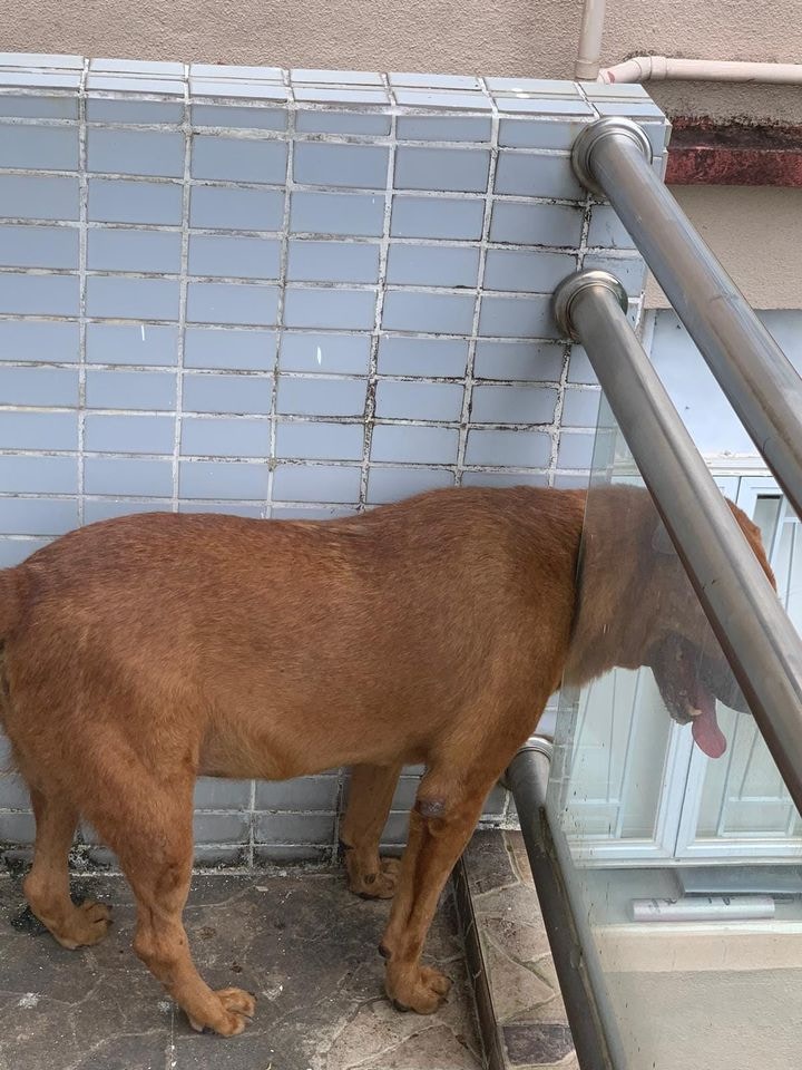 職員補充指，荔景站B出口附近正是一個停車場，推測啡毛和同伴就在那裏流浪或被放養。（Facebook@毛孩守護者）