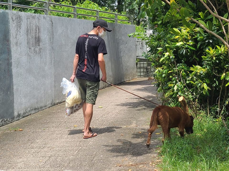 毛守只得為啡毛急尋暫托家庭，幸好反應尚算熱烈，牠現時已抵達暫托家庭。（Facebook@毛孩守護者）