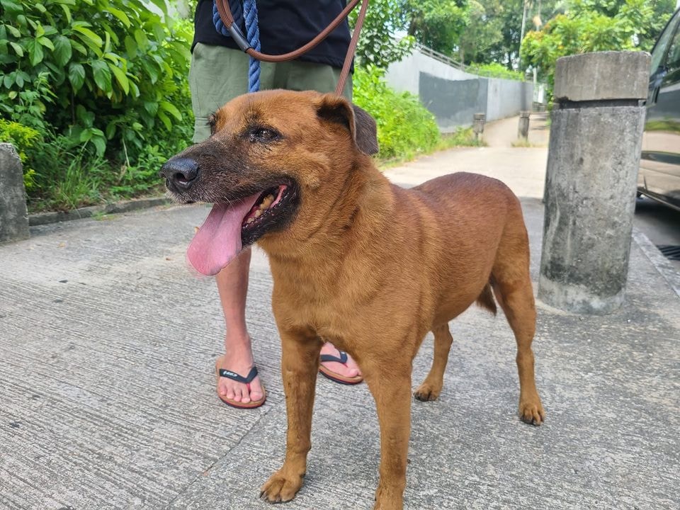 Kent指日後將為啡毛尋找正式領養者(Facebook@毛孩守護者) Kent指日後將為啡毛尋找正式領養者(Facebook@毛孩守護者)